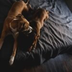 two brown short-coated dogs laying on bed